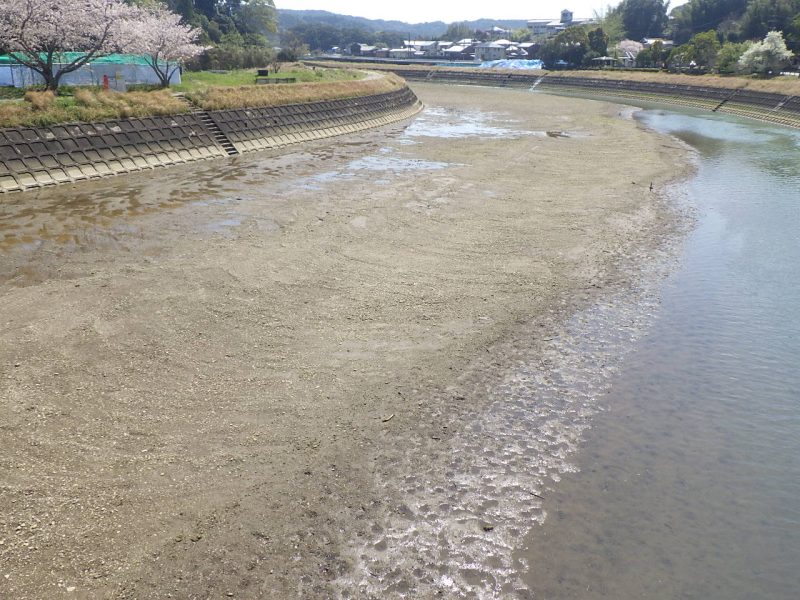 加茂川　下流側